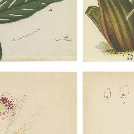 Set of 4 Antique Botany Prints, Ornithocephalus Grandiflorus 'c.1880', close-up 2