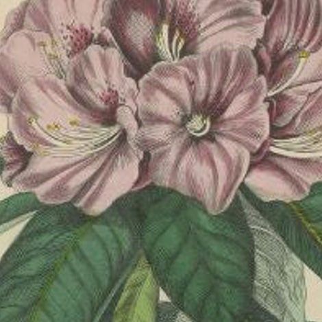 Beautiful Original Antique Print of the Rhododendron, 1854, close-up 1