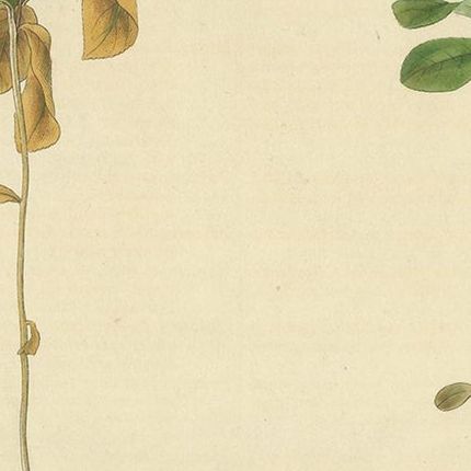Antique Botany Print of Trientalis Europea by Curtis, 'circa 1817', close-up 1