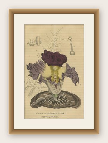 Velvet Majesty: The Bell-Shaped Arum, A Vintage Portrait of Botanical Splendor, shown framed