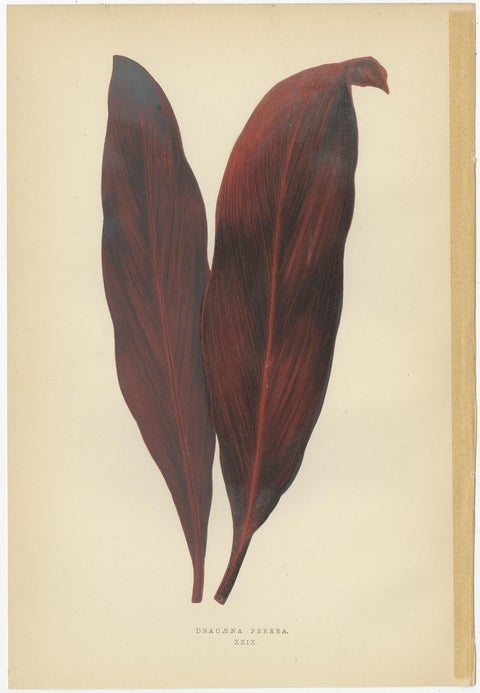 Set of 6 Botany Prints, Gesnera Cinnabarina, Dracaena Perrea (1891), view 4