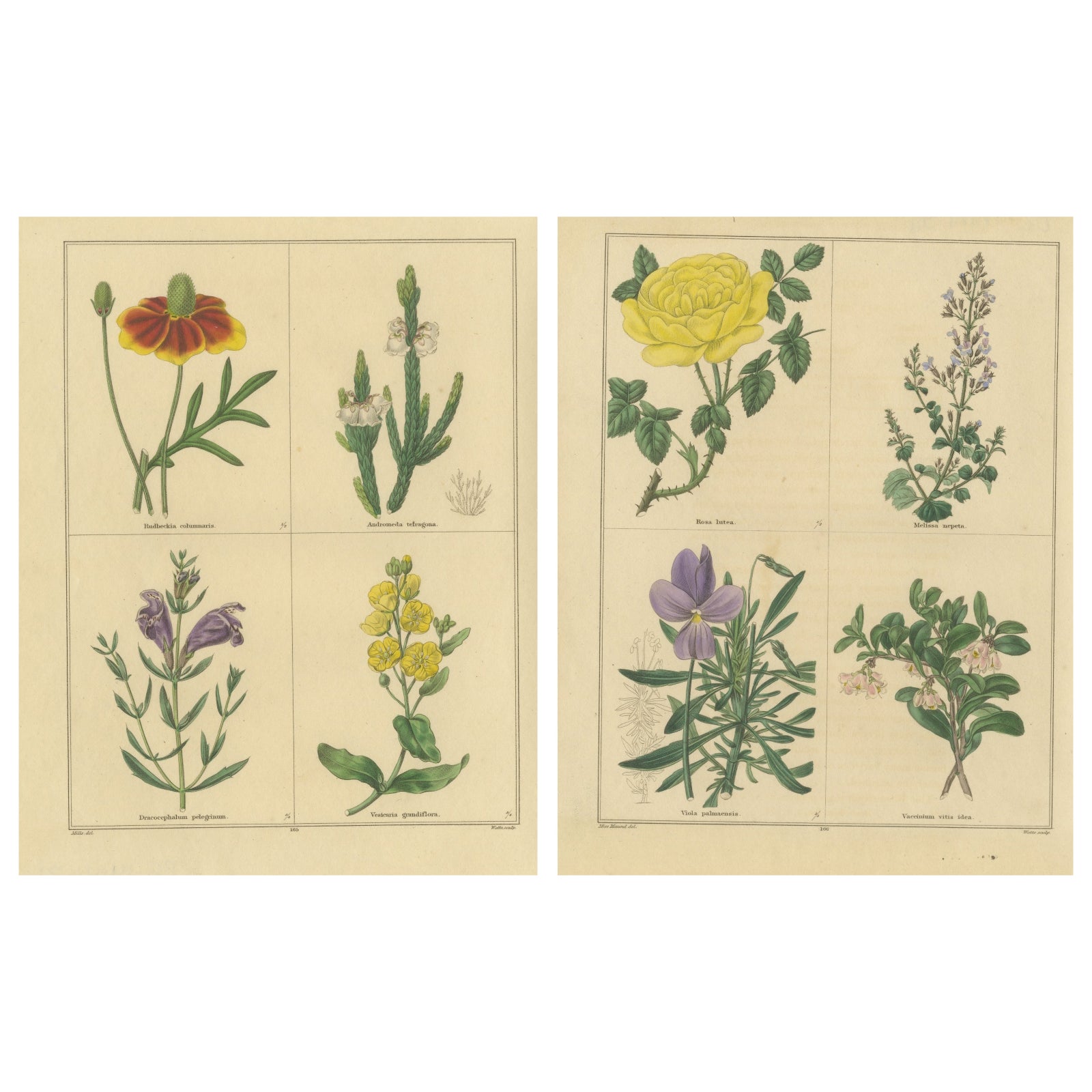 Pair of Hand-Colored Victorian Botanical Prints by B. Maund 1836