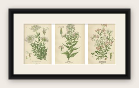 Ephemeral Blossoms: Treasures from 'Favourite Flowers of Garden and Greenhouse', shown framed