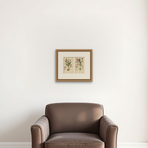 Orchid Portraits of 1904 in Pink and Lilac Colors: Müller's Botanical Legacy, shown framed on a wall, true to size