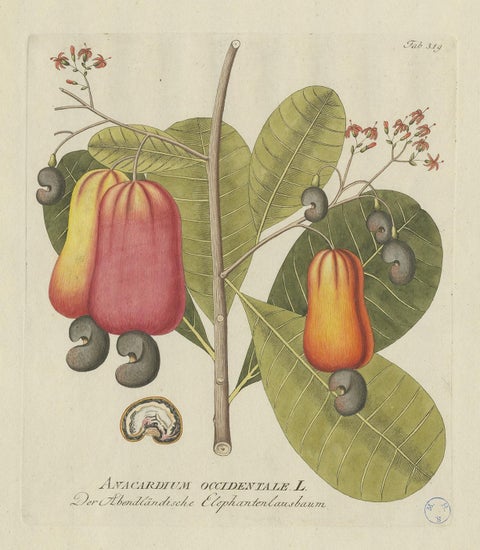 Antique Botany Print of a Cashew Tree by Plenck, 'circa 1790', view 3