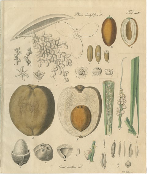 Antique Botanical Print of Coconut Palm, Copper Engraving, c.1831, view 2