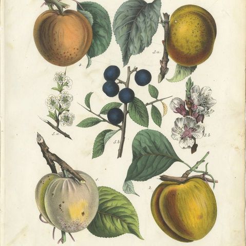 Antique Fruit Chromolithographs, Apples & Plums, Set of Six, Calwer 1854, close-up 1