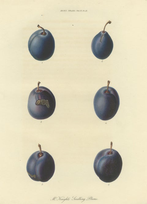 Antique Fruit Print of Mr. Knight's Seedling Plums, view 3