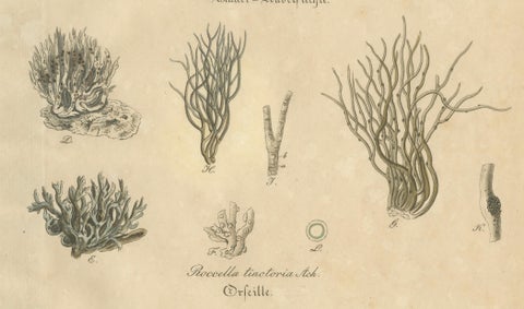 Antique Lichen Botanical Print, Dye & Chemical Species, c.1831, close-up 2