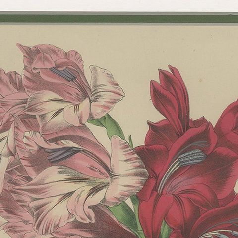 Antique Botany Print of Gladiolus Varieties 'c.1850', close-up 1