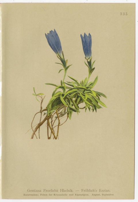 Alpine Gentiana Botanical Wall Collection, Set of 10, Antique Chromolithos, 1897, view 9