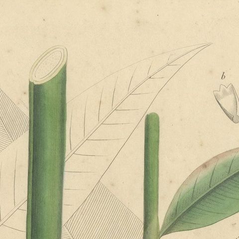 Antique Cardamom Botanical Print, Elettaria & Amomum Species, c.1831, close-up 5