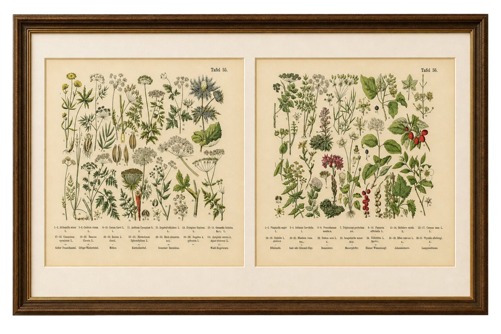 German Botanical Plates Umbellifers & Medicinal Plants, Stuttgart c.1890