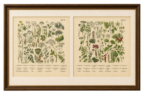 German Botanical Plates Umbellifers & Medicinal Plants, Stuttgart c.1890