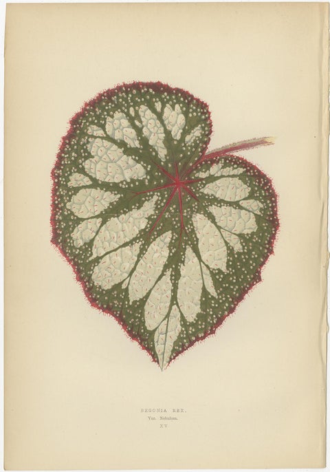 Set of 8 Botany Prints, Begonia Rex, Cissus Discolor '1891', view 5