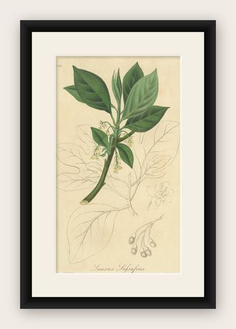 Antique Botany Print of the Sassafras Tree by G. Reid, 1831, shown framed