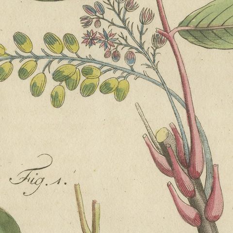 Poison Ivy and Poison Sumac, Antique Bertuch Print, circa 1805, close-up 3
