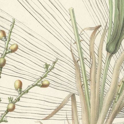 Antique Botany Print of Licuala Nana, a Fan Palm, close-up 2