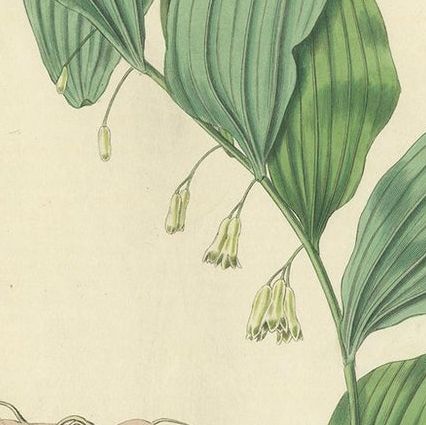 Antique Botany Print of the Common Solomon's-Seal by Curtis, 'circa 1817', close-up 1