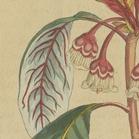Flowering Shrub with Red Blossom, Antique Bertuch Print, circa 1815, close-up 3