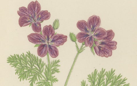Yellow Cinquefoil and Rock Cranesbill, hand-coloured botanical print, 1874, close-up 2