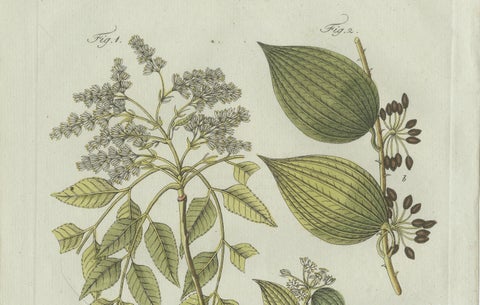 Original Antique Botanical Print of Licorice and Carob by Bertuch, 1805, close-up 4