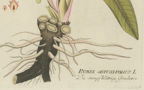 Broad-Leaved Dock, Medicinal Plant Engraving from Plenck, Vienna c.1788, close-up 2