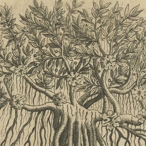 Botanical Marvels of India: Bamboo and Durian in De Bry's 1601 Copper Engraving, close-up 6