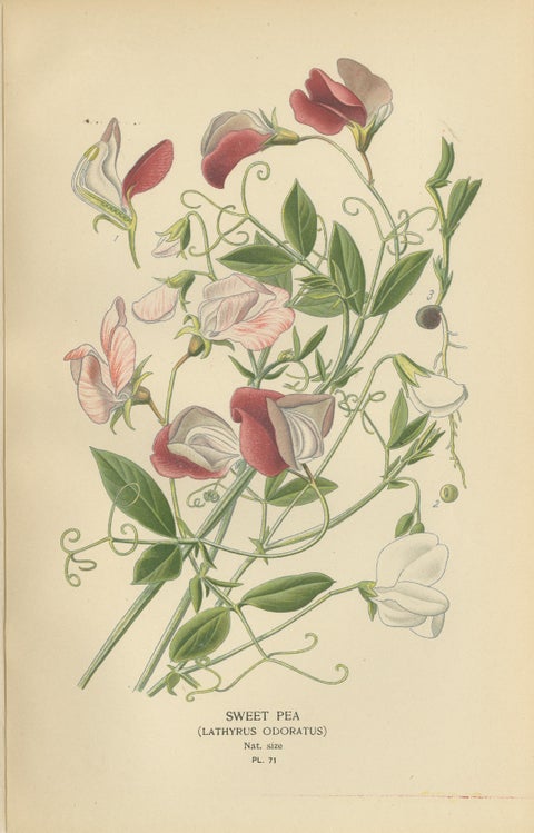 Garden Elegance: A Triptych of 19th Century Botanical Illustrations, 1896, view 4