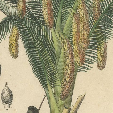 Antique Sago Palm Botanical Print, Copper Engraving, c.1831, close-up 6