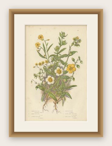 Antique Botany Print of Common Rock-Rose, c.1860, shown framed