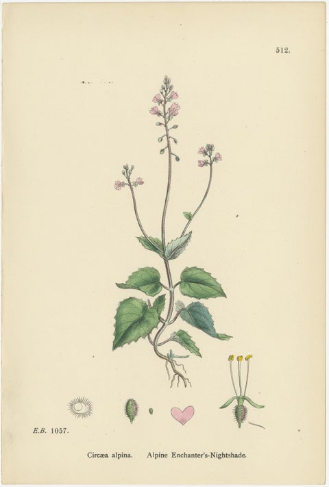 Botanical Engravings of Enchanter’s Nightshade and Water-Milfoil Species, 1902, view 2