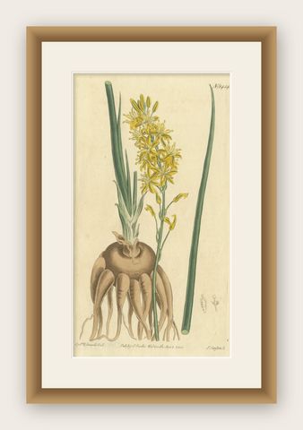 Original Antique Botany Print of Bulbine Cepacea, 'South Africa', 1812, shown framed