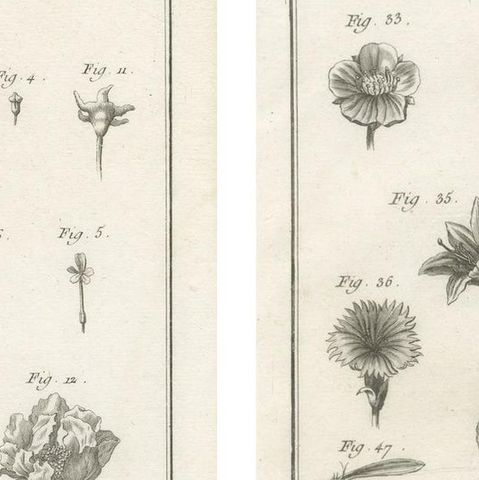 Pair of Antique Botanical Engravings, Tournefort & Linnæus Systems, ca. 1770, close-up 3