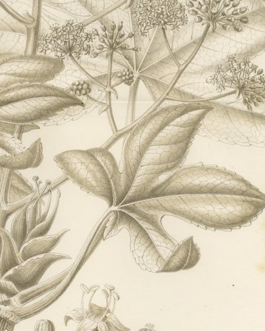 Fatsia Japonica, Aralia Japonica Flowering Branch Lithograph, 1858, close-up 2