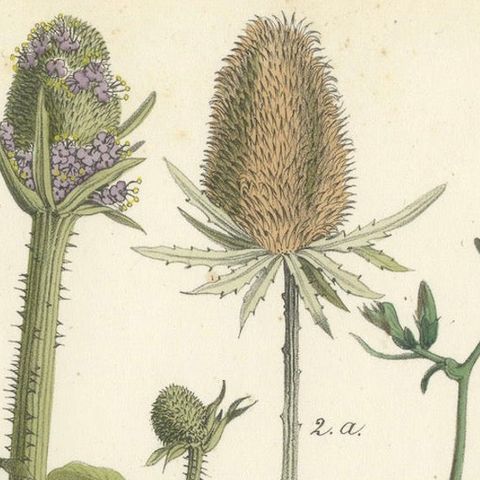 Hand-Colored Botanical Lithograph of Teasel and Chicory, Calwer, 1854, close-up 4