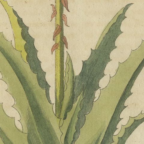 Flowering Aloe with Umbellifer, Antique Bertuch Print, circa 1805, close-up 5