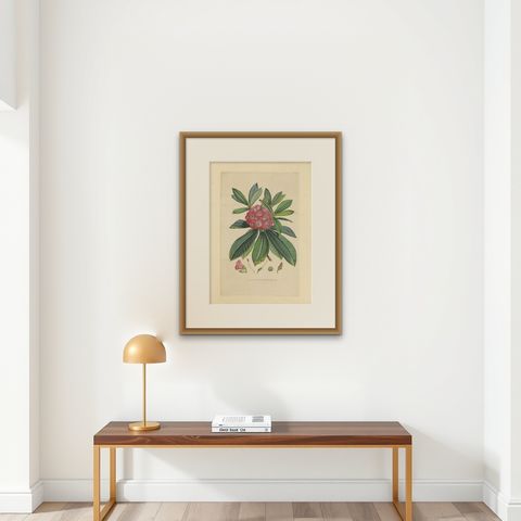 Antique Botany Print of The Rhododendron Barbatum by Van Houtte, 1849, shown framed on a wall, true to size