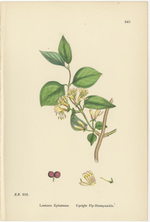 Set of 10 Antique Botanical Prints, English Botany 1902, British Wild Flowers, view 10