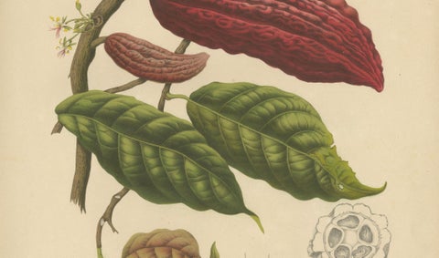 Original Antique Botanical Chromolithograph of Cacao Tree (Theobroma cacao) 1880, close-up 3