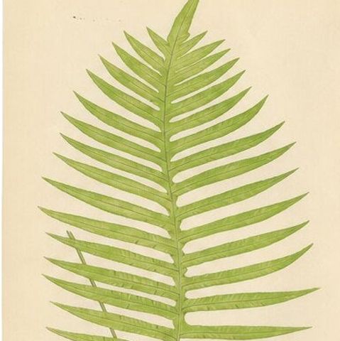 Rare Victorian Tropical Fern Lithograph Collection by E.J. Lowe, 1856, close-up 1