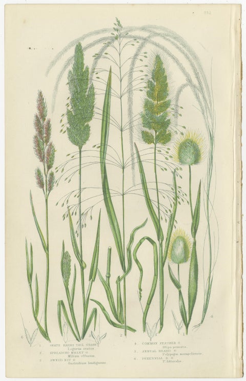 Club Moss Varieties, Hand-Colored Botanical Engravings, 1873 Pair, view 2