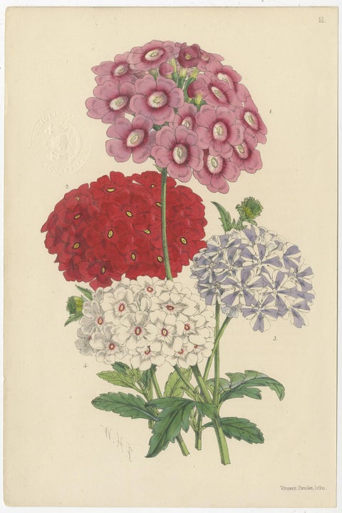 Set of 3 Antique Botany Prints, Mixed Colors, by Brooks 'c.1870', view 4