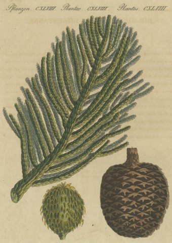 Norfolk Island Pine Branch and Cone, Antique Bertuch Print, circa 1815