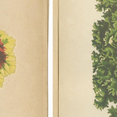 Contrasts in Nature: Pelargonium and Brassica, Botanical Art from 1880, close-up 2