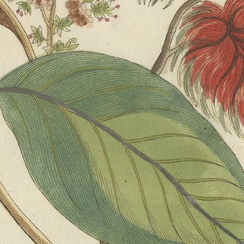 Rambutan Tropical Fruit Branch, Antique Bertuch Print, circa 1810, close-up 4
