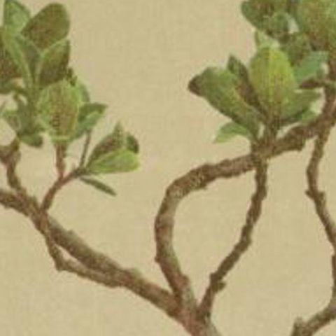 Antique Botany Print of The Salix Jacquiniana Plant by Palla, 1897, close-up 2