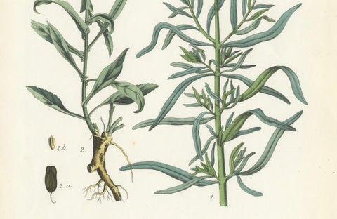 Hand-Colored Botanical Lithograph of Woad and White Goosefoot, Calwer, 1854, close-up 1