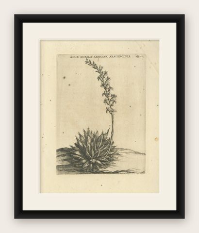 Aloe Humilis Africana Botanical Engraving from Caspar Commelin's Work, 1706, shown framed
