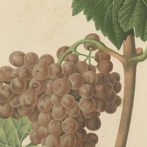 Rare Original Antique Lithograph of the Piquepoul Rose our Gris Variety, 1890, close-up 2